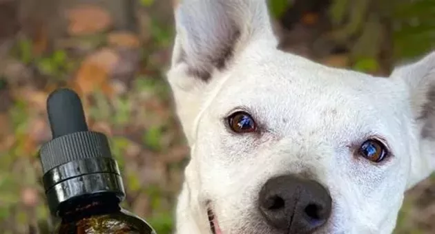 What Factors Determine the Right CBD Dosage for Dogs