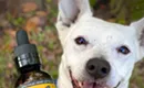 What Factors Determine the Right CBD Dosage for Dogs