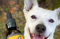 What Factors Determine the Right CBD Dosage for Dogs