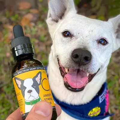 Image: What Factors Determine the Right CBD Dosage for Dogs
